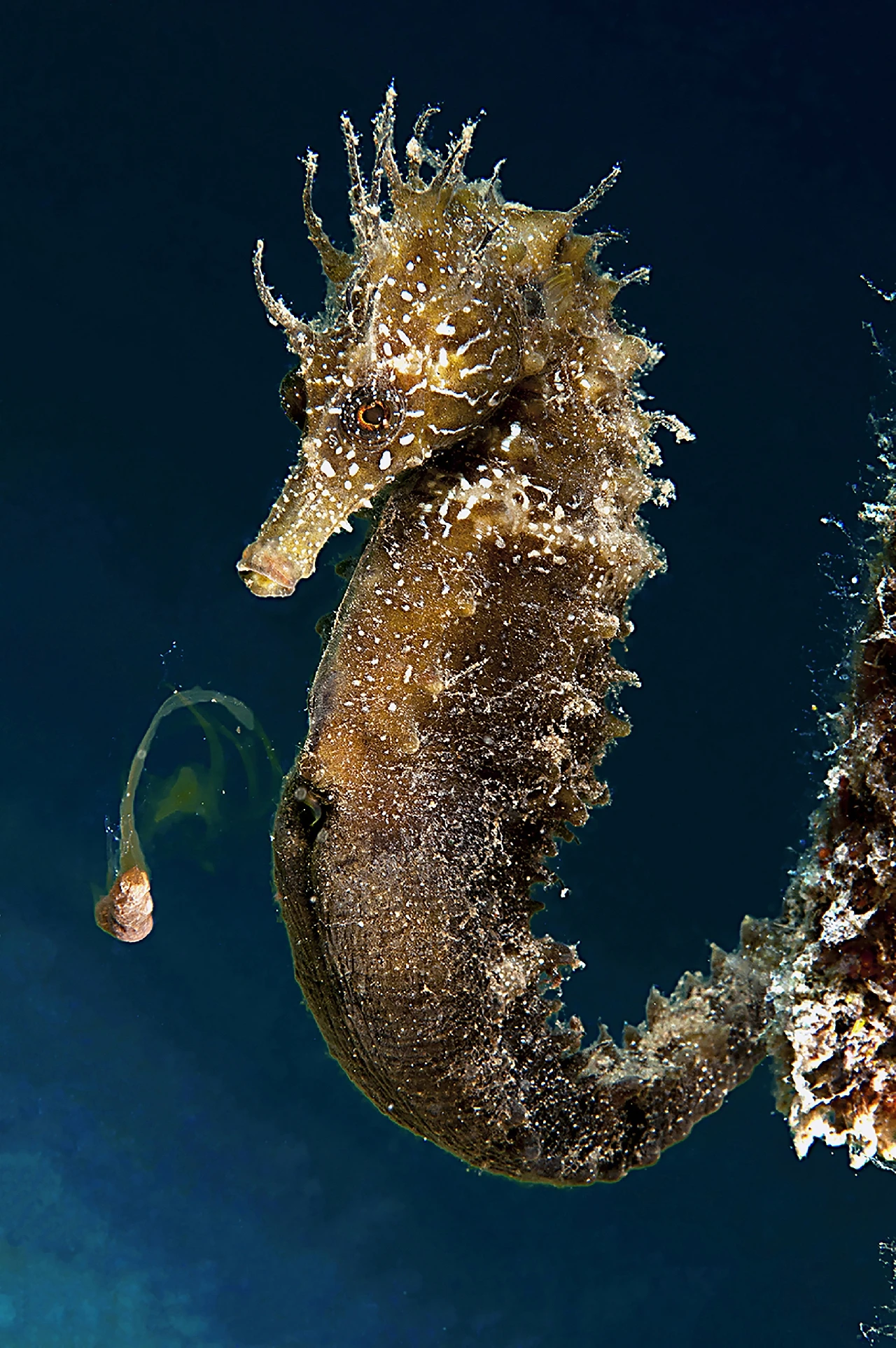 Scusate - Seahorse runner up by Massimo Corradi, See in the Sea underwater photography contest