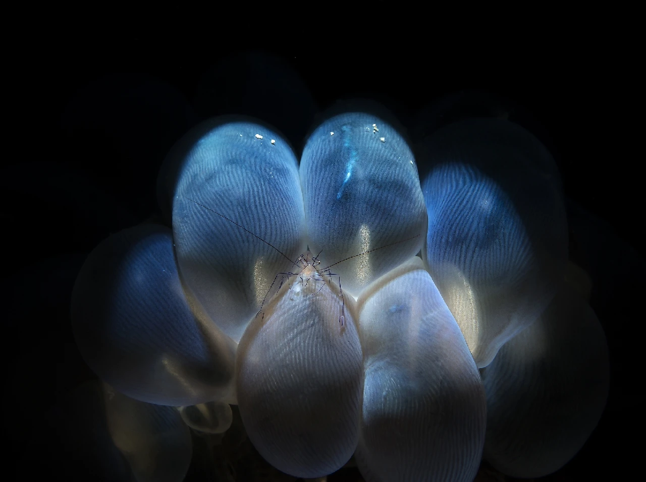 The Little King - Macro runner up by Mauro Mainardi, See in the Sea underwater photography contest