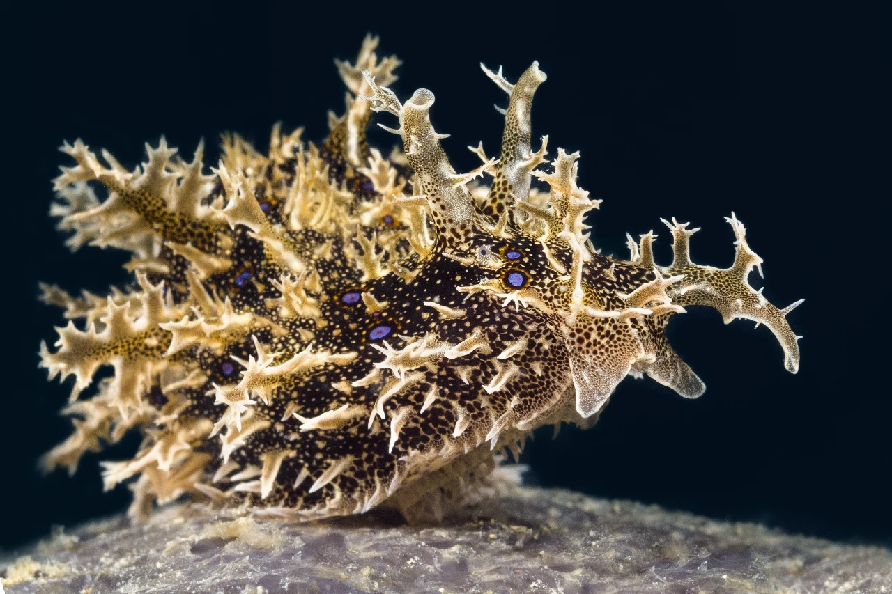 Bursatella - Compact bronze by Giacomo Giovannini, See in the Sea underwater photography contest