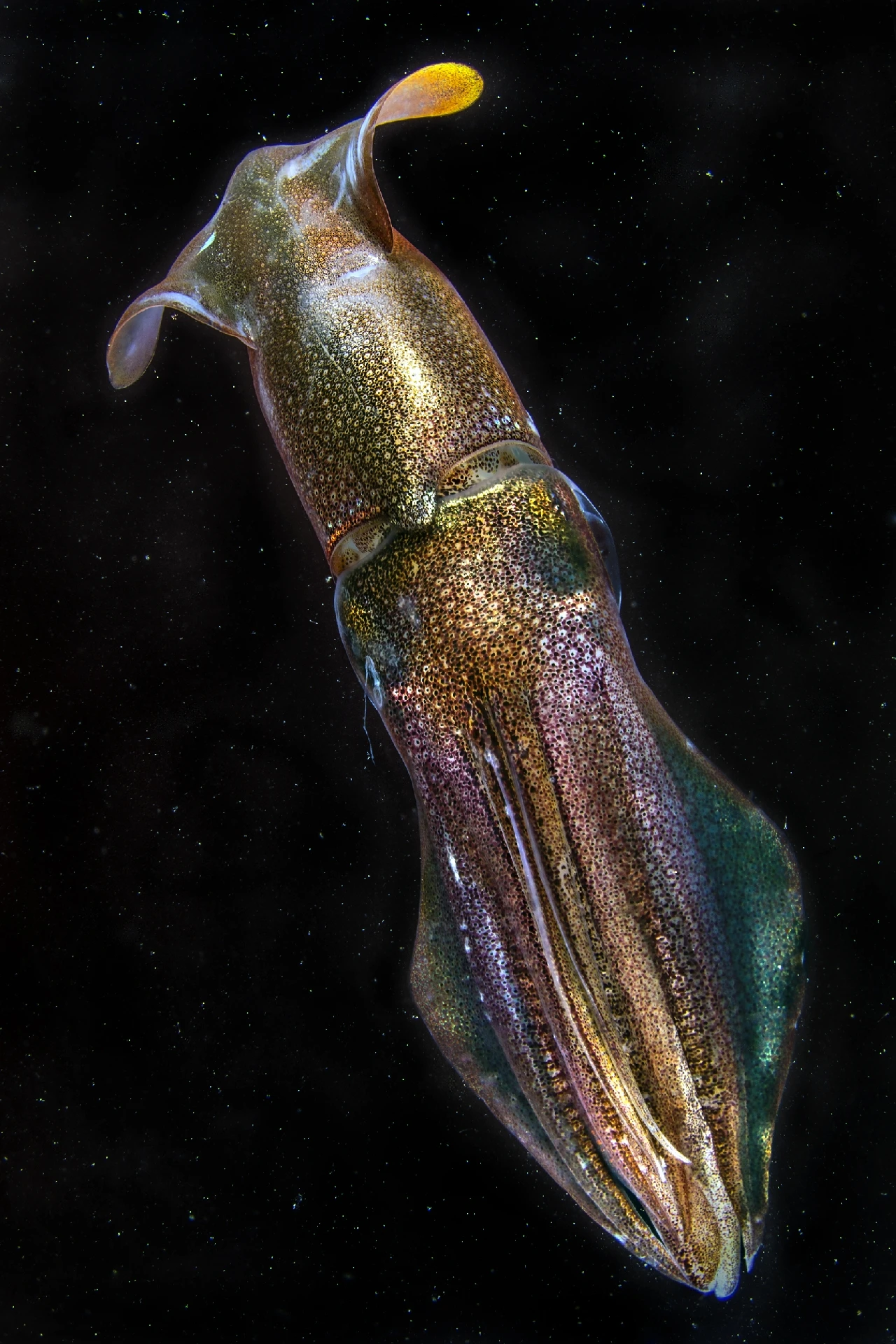 Decollo Mediterraneo - Molluscs bronze by Domenico Roscigno, See in the Sea underwater photography contest
