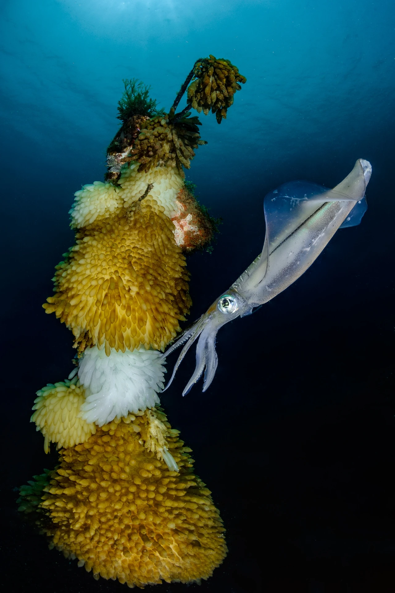 L'albero della vita - Wide Angle gold by Paolo Bausani, See in the Sea underwater photography contest