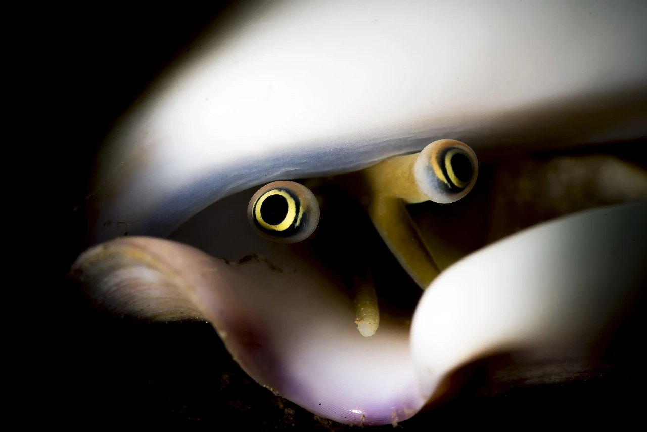 Occhi Dolci - Molluscs runner up by Raffaele Livornese, See in the Sea underwater photography contest