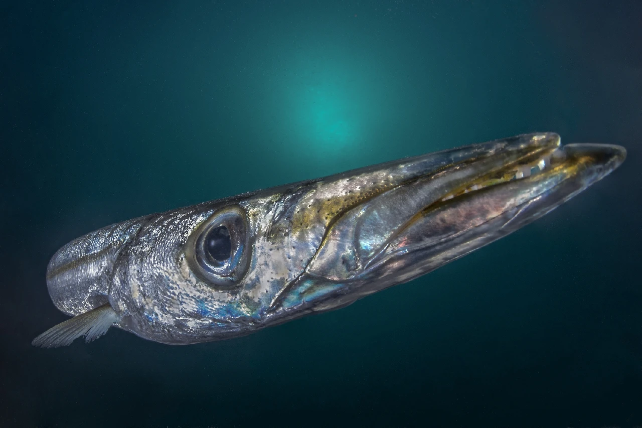 Barracuda Portrait
