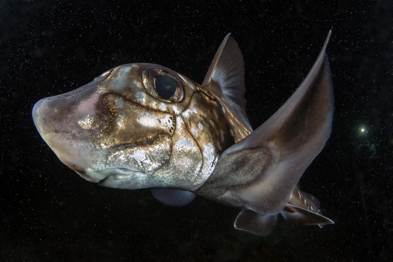 Non Era Una Chimera - Wide Angle bronze by Domenico Roscigno, See in the Sea underwater photography contest