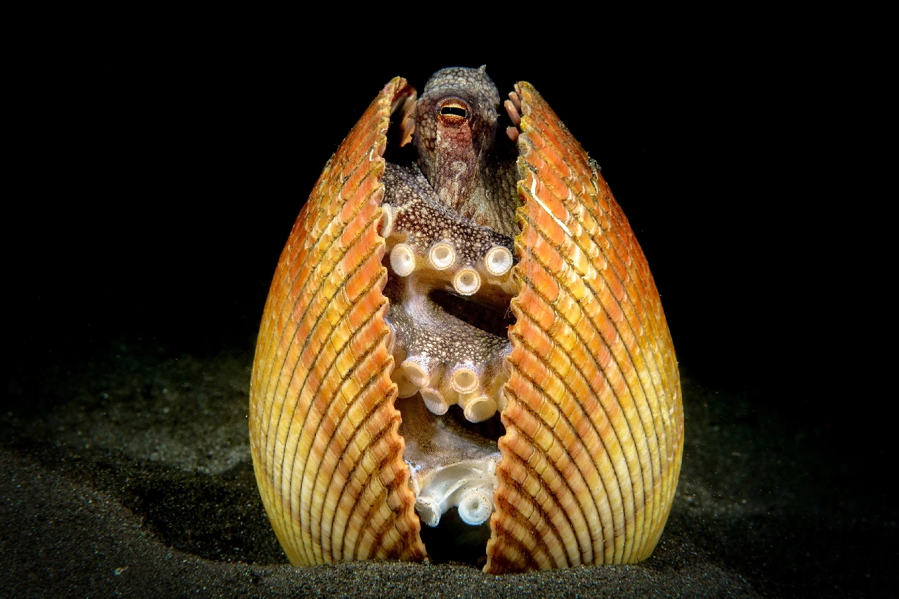 Monolocale - Molluscs silver by Paolo Bausani, See in the Sea underwater photography contest