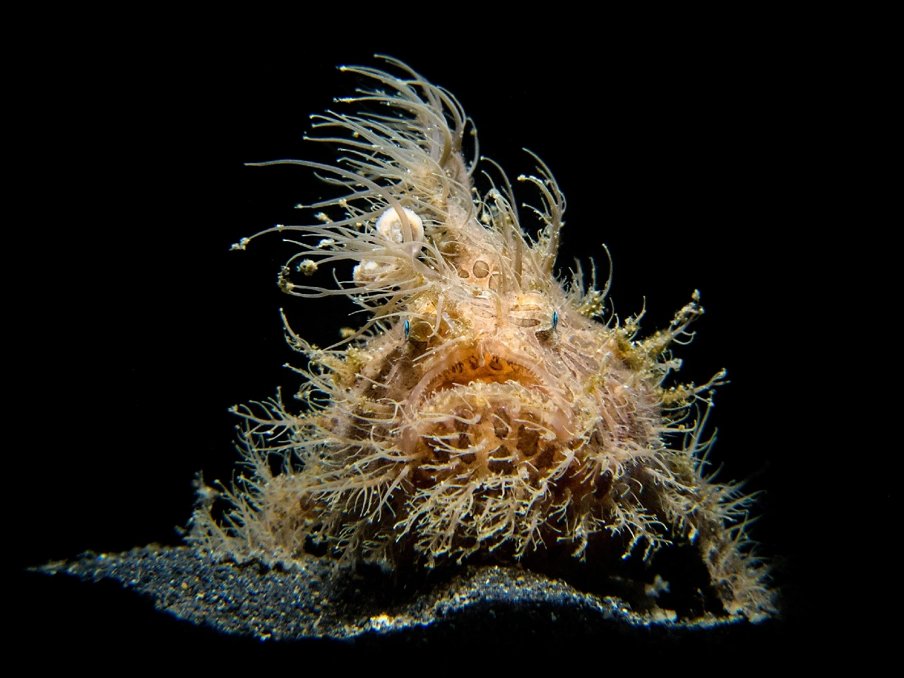 Elvis - Compact silver by Stefano Cerbai, See in the Sea underwater photography contest