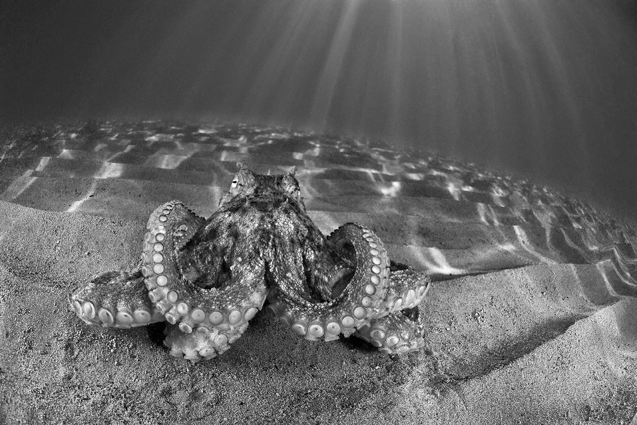Octopus Mammutt