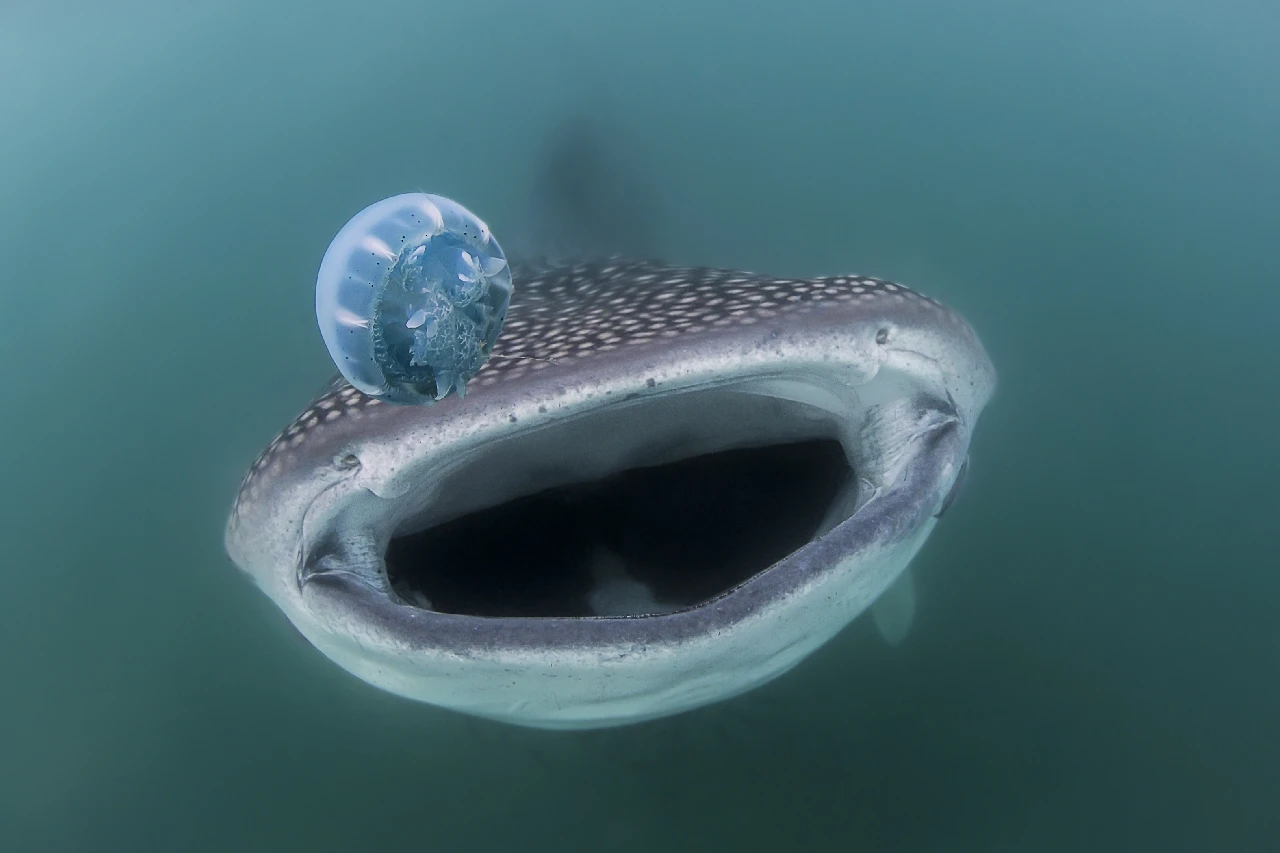 Cocco Mirror - Wide Angle runner up by Massimo Zannini, See in the Sea underwater photography contest