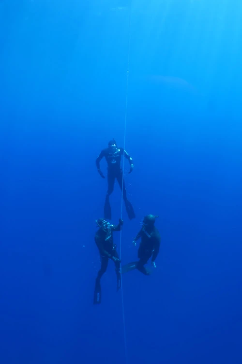 Unknown Title - Dan Europe Photography Security bronze by Unknown Photographer, See in the Sea underwater photography contest
