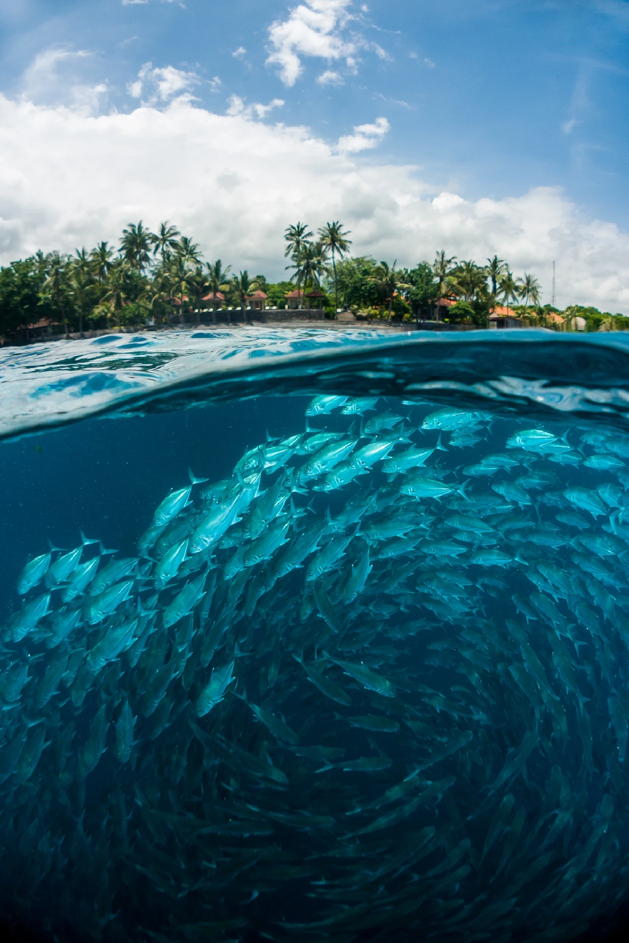 The Swarm - Compact runner up by Enrico Somogyi, See in the Sea underwater photography contest