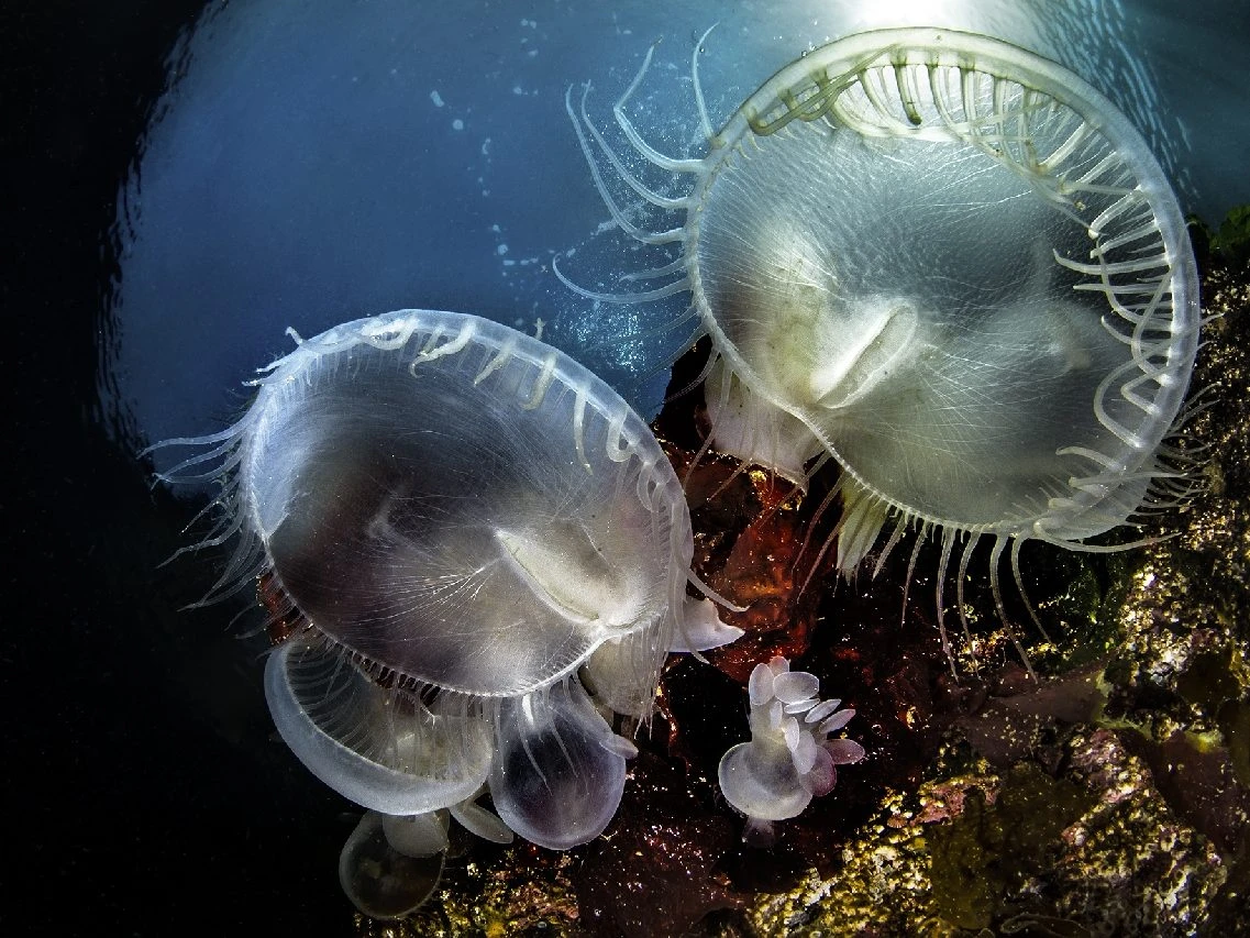 A Bocca Aperta - Molluscs runner up by Mauro Apuleo, See in the Sea underwater photography contest