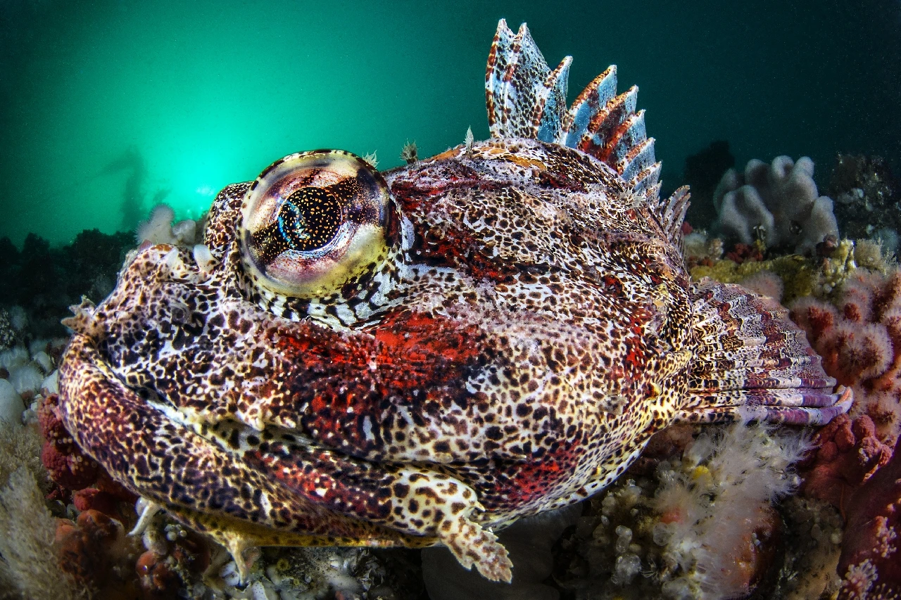 Mi Stai Guardando - Wide Angle silver by Gabriella Luongo, See in the Sea underwater photography contest