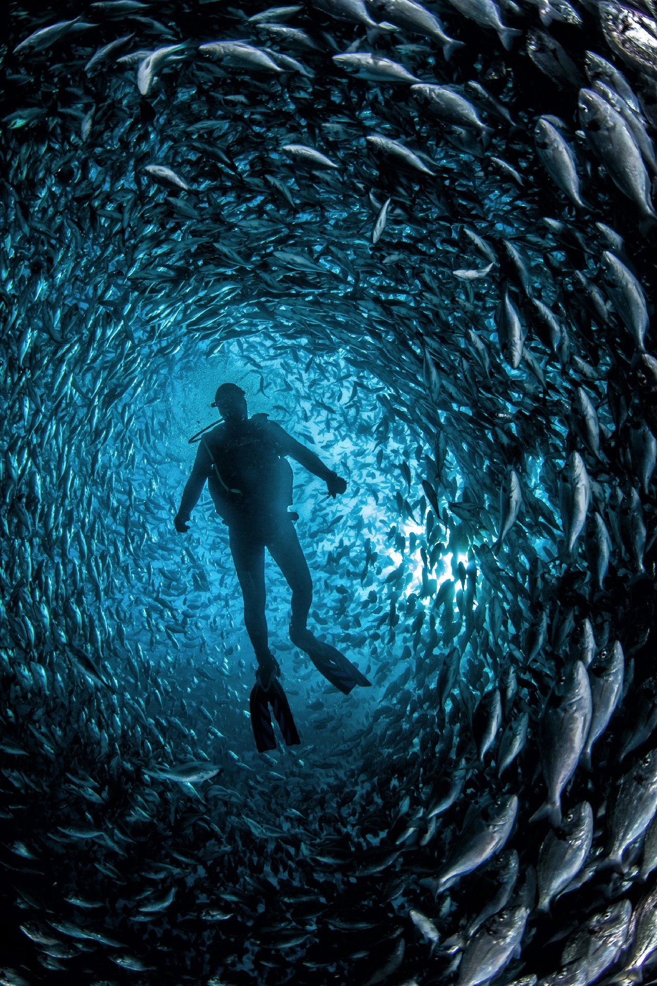 Swirl of the Fish