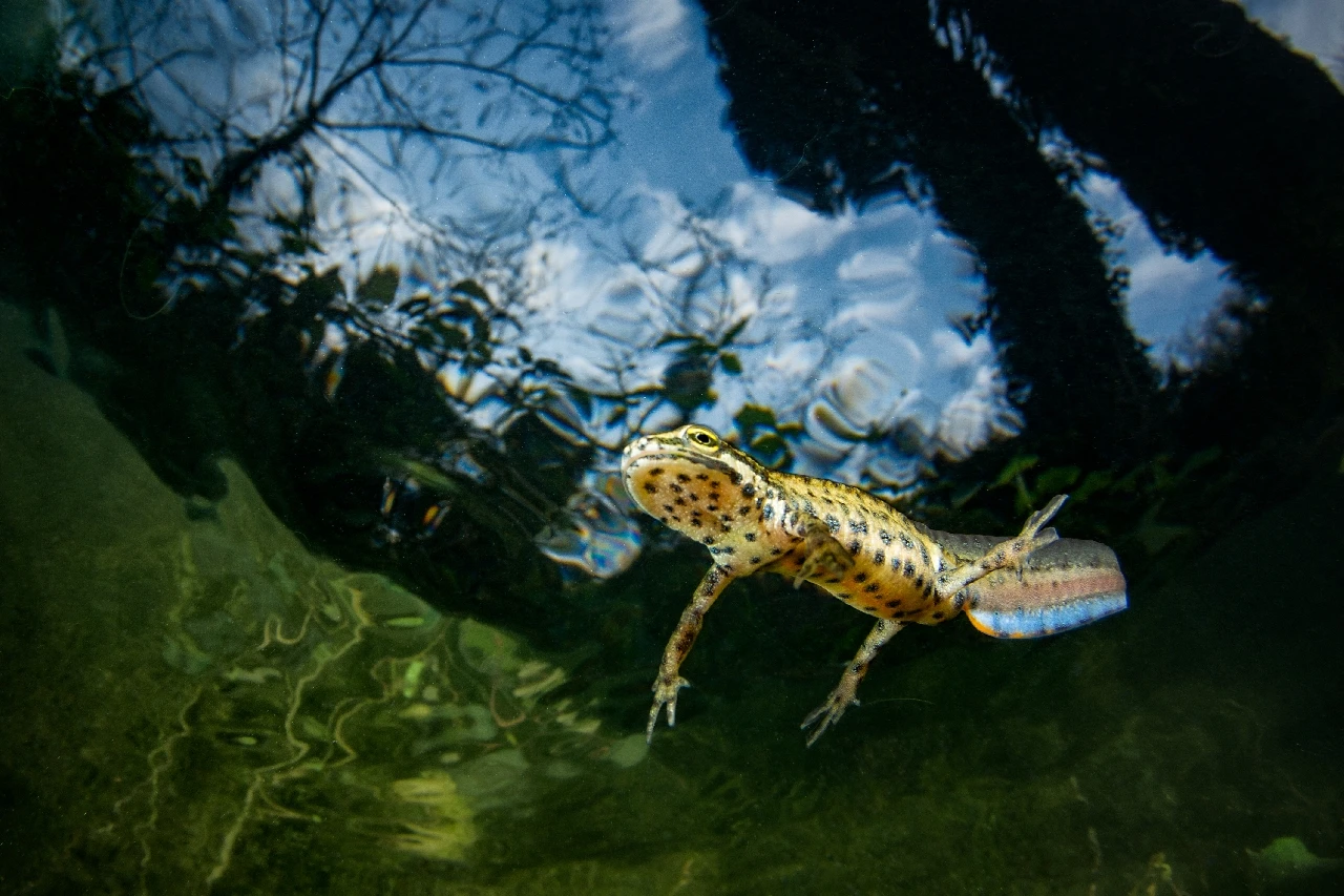 Acqua Dolce - Wide Angle runner up by Francesco Visintin, See in the Sea underwater photography contest