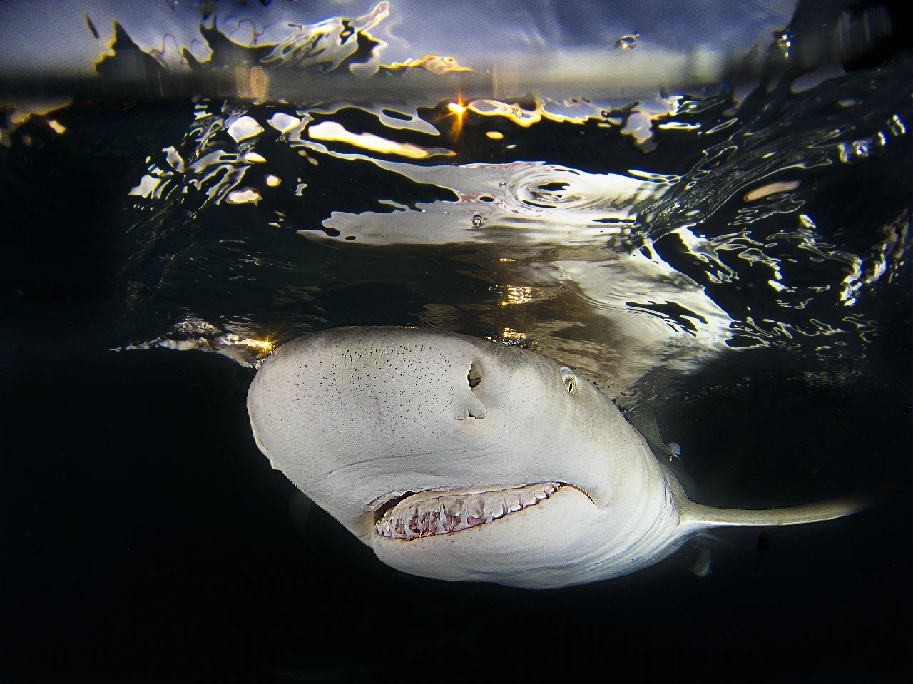Shark Smile - Compact runner up by Francesco Bazzotti, See in the Sea underwater photography contest