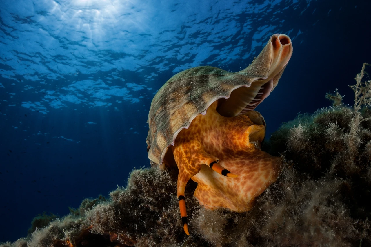 Tritone - Molluscs runner up by Francesco Visintin, See in the Sea underwater photography contest