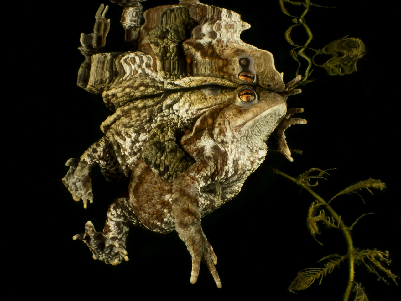 Corteggiamento - Compact gold by Alessio Tinti, See in the Sea underwater photography contest