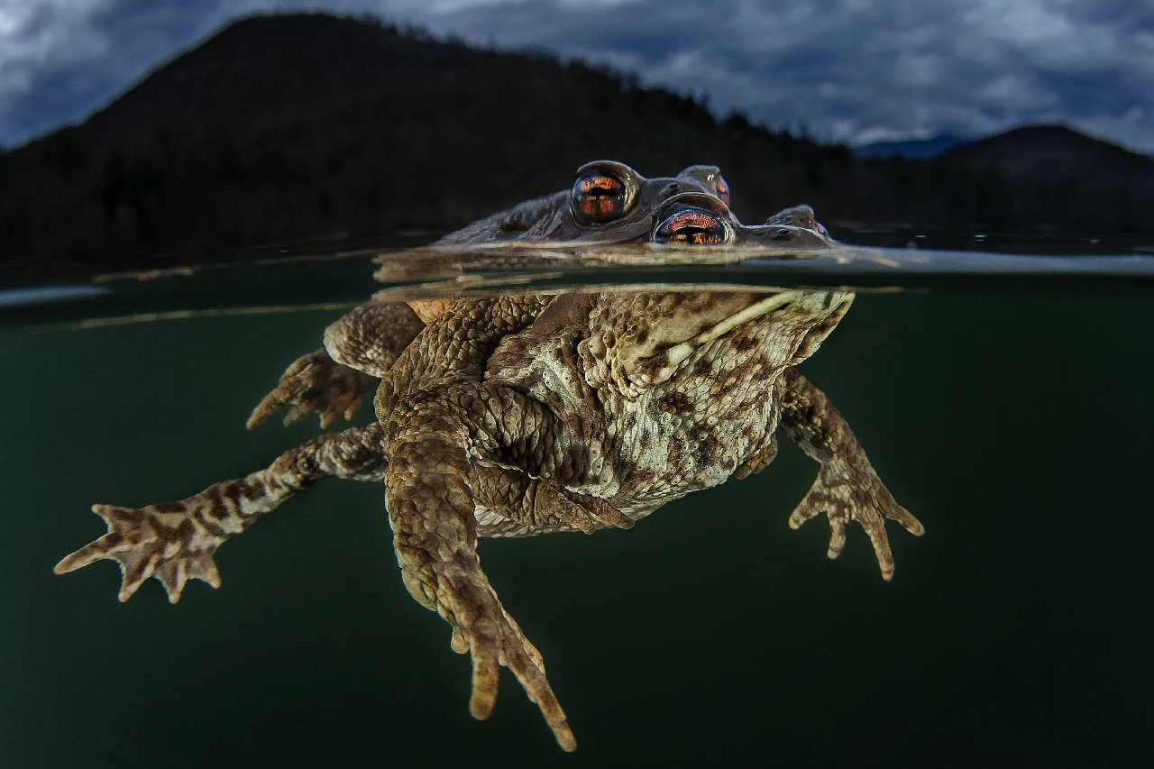 Rospi - Wide Angle runner up by Claudio Zori, See in the Sea underwater photography contest