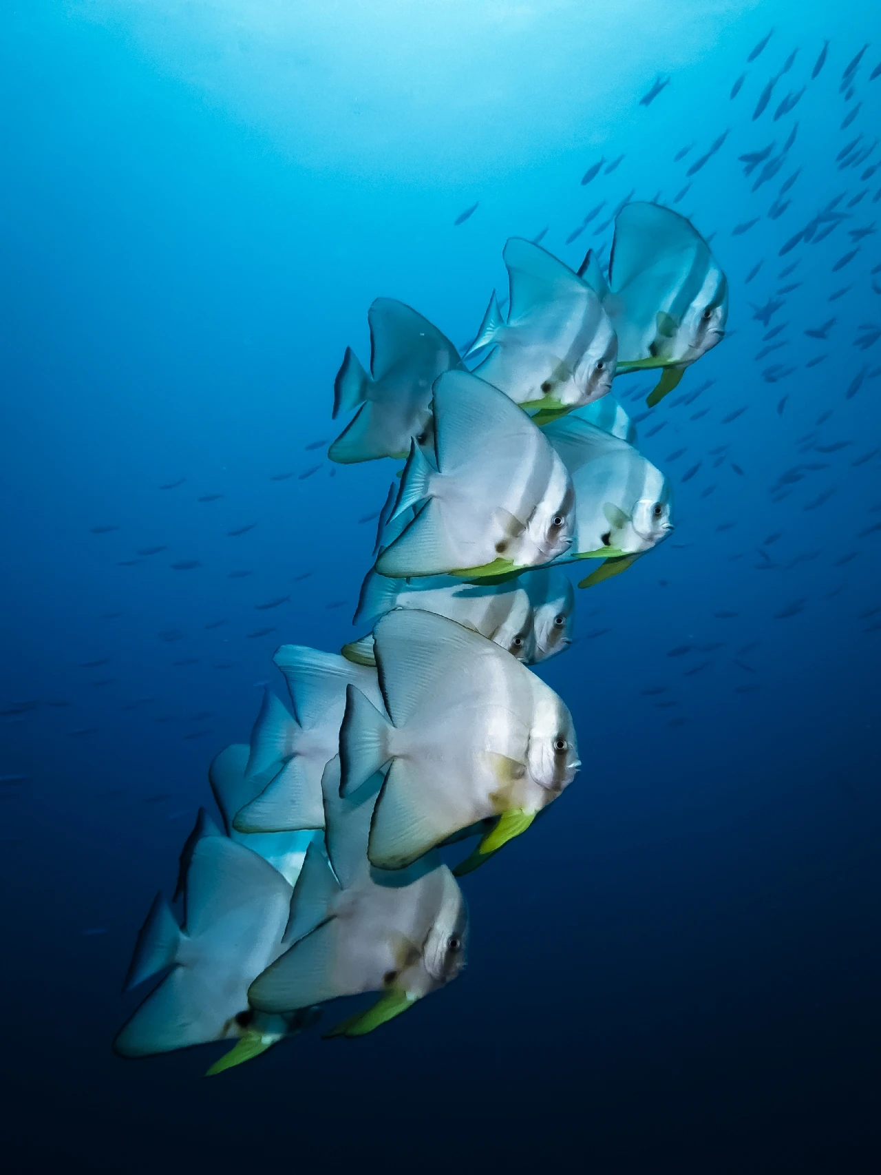 Platax in Formazione - Compact bronze by Davide Clementelli, See in the Sea underwater photography contest