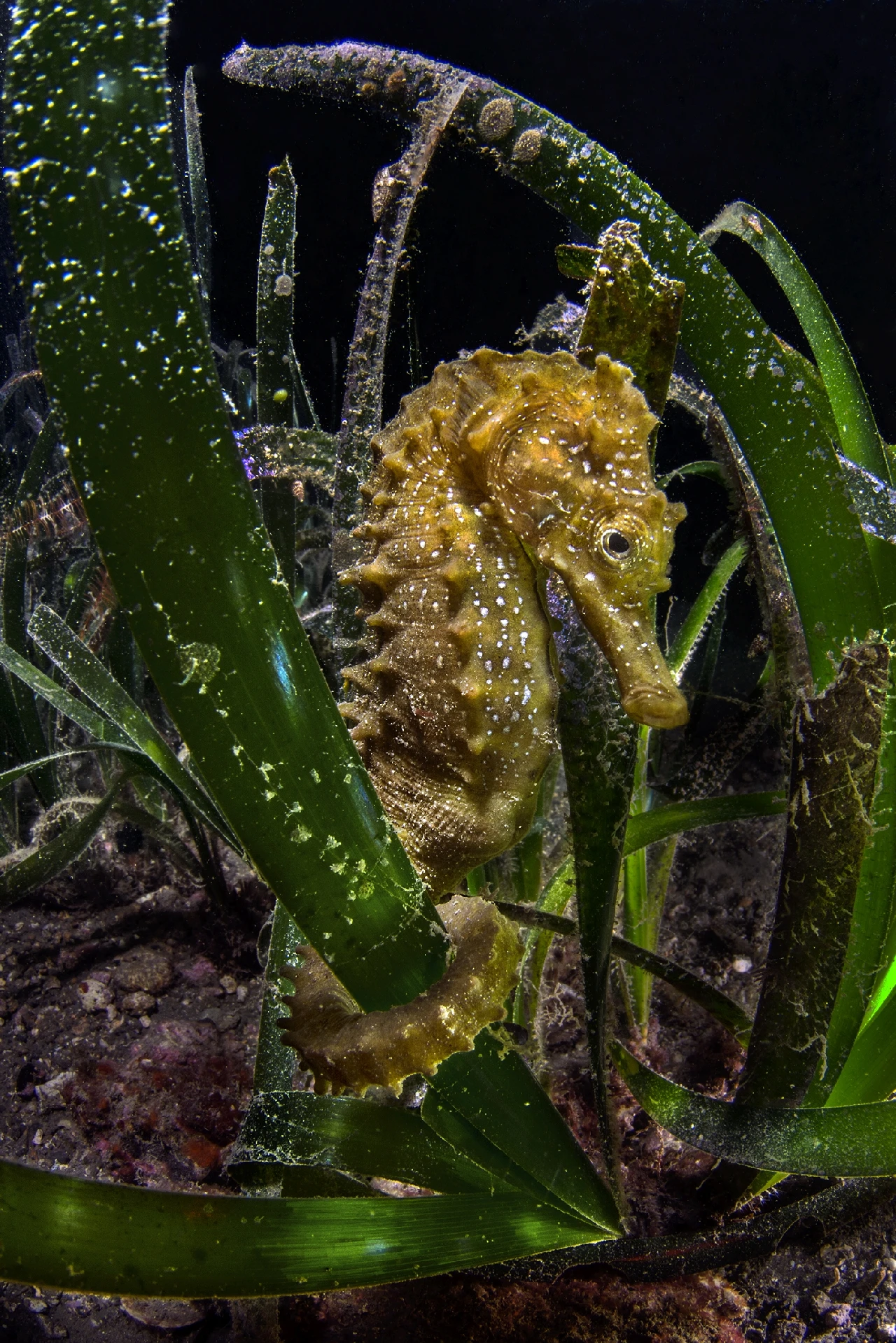 Nascondino - Wide Angle runner up by Gabriella Luongo, See in the Sea underwater photography contest