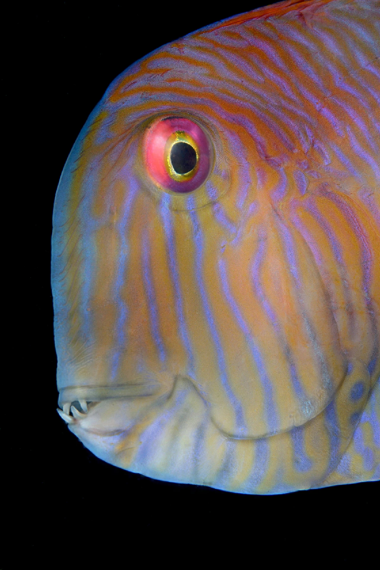 Rainbow Face
