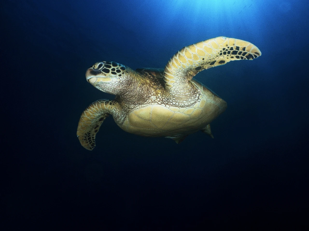 Learn to Fly - Compact runner up by Gianluca Cucco, See in the Sea underwater photography contest