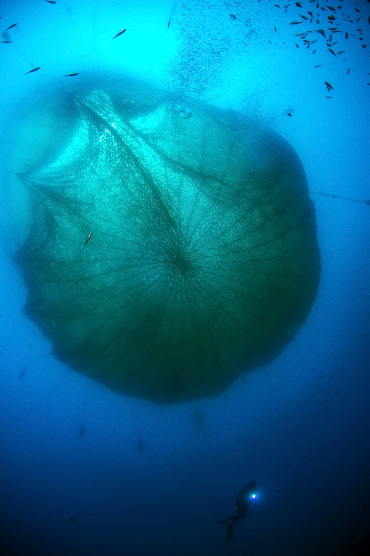 Il Pane Quotidiano - Storyboard gold by Virginia Salzedo, See in the Sea underwater photography contest
