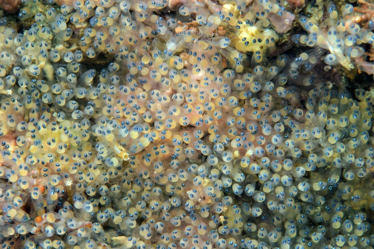 Gobius Bucchichi Embryos