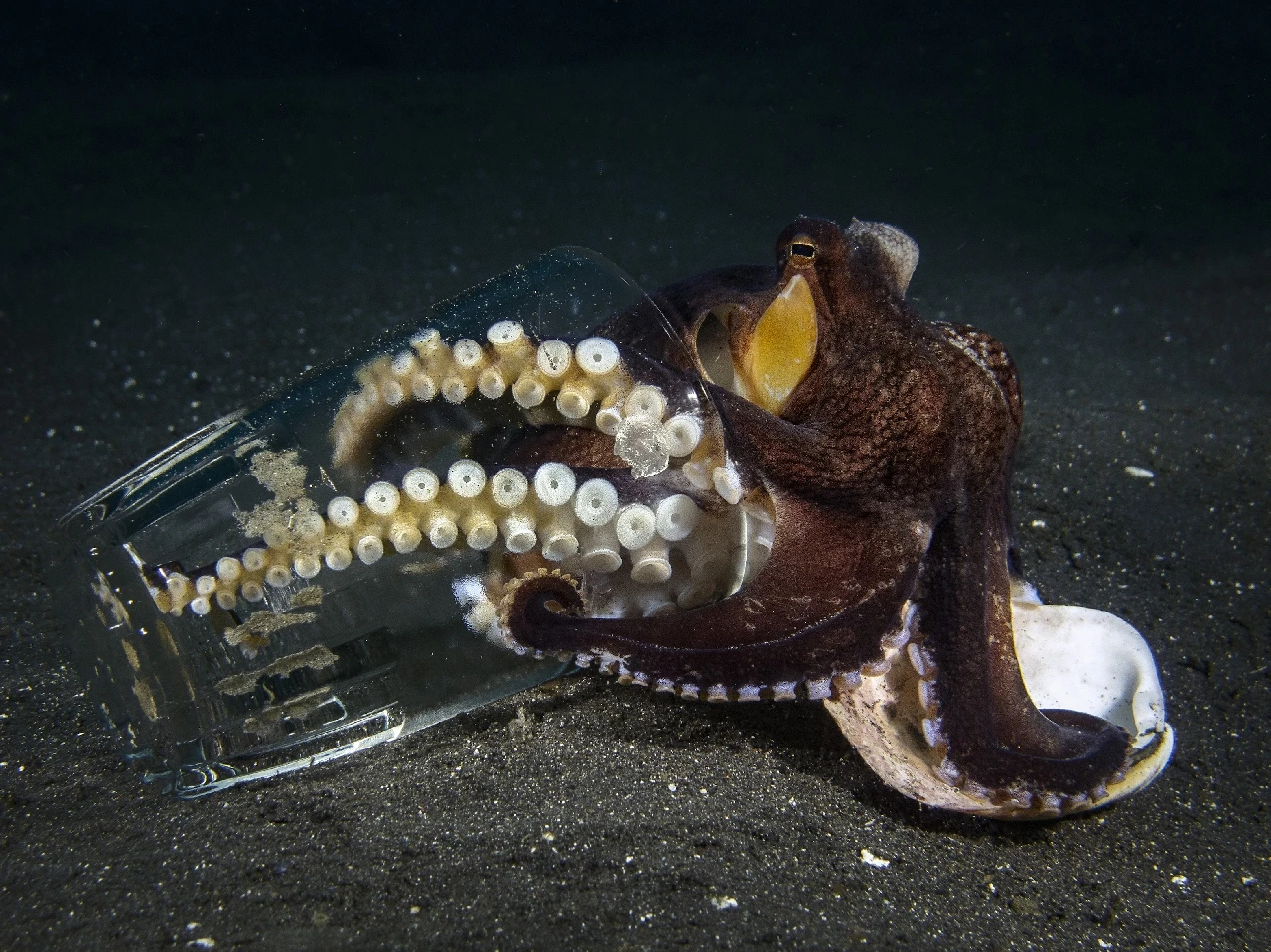 L'ultimo bicchiere - Compact silver by Stefano Cerbai, See in the Sea underwater photography contest