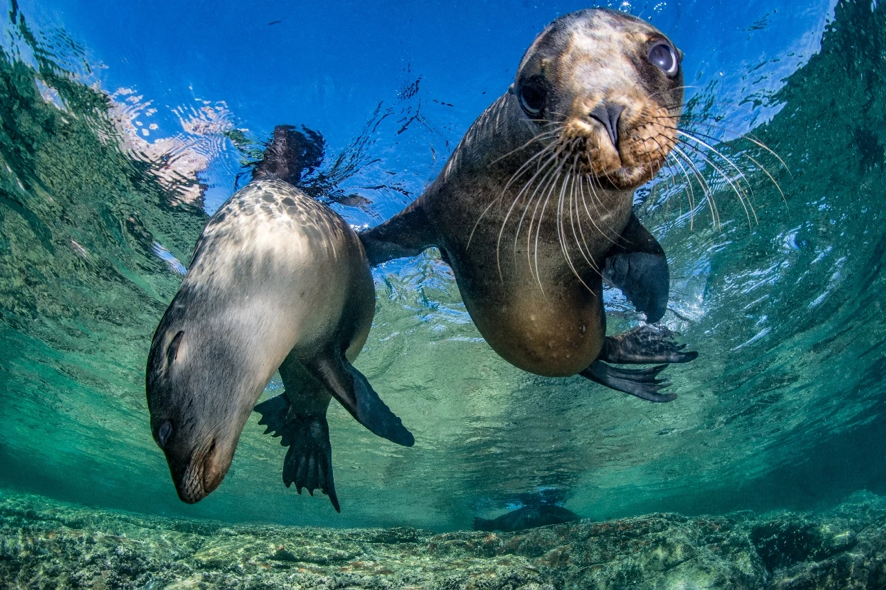 Dos Amigos - Wide Angle silver by Francesco Visintin, See in the Sea underwater photography contest