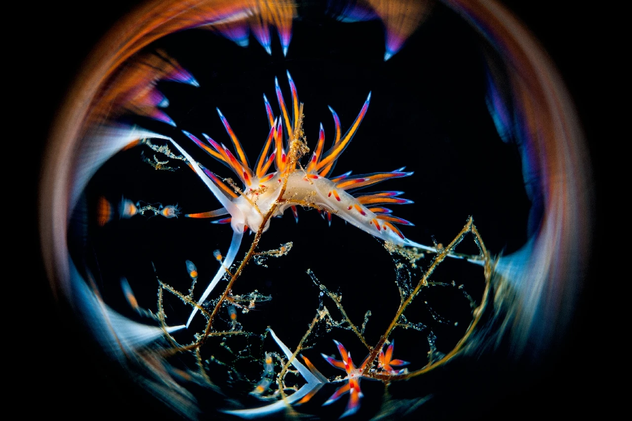 Magic Sphere