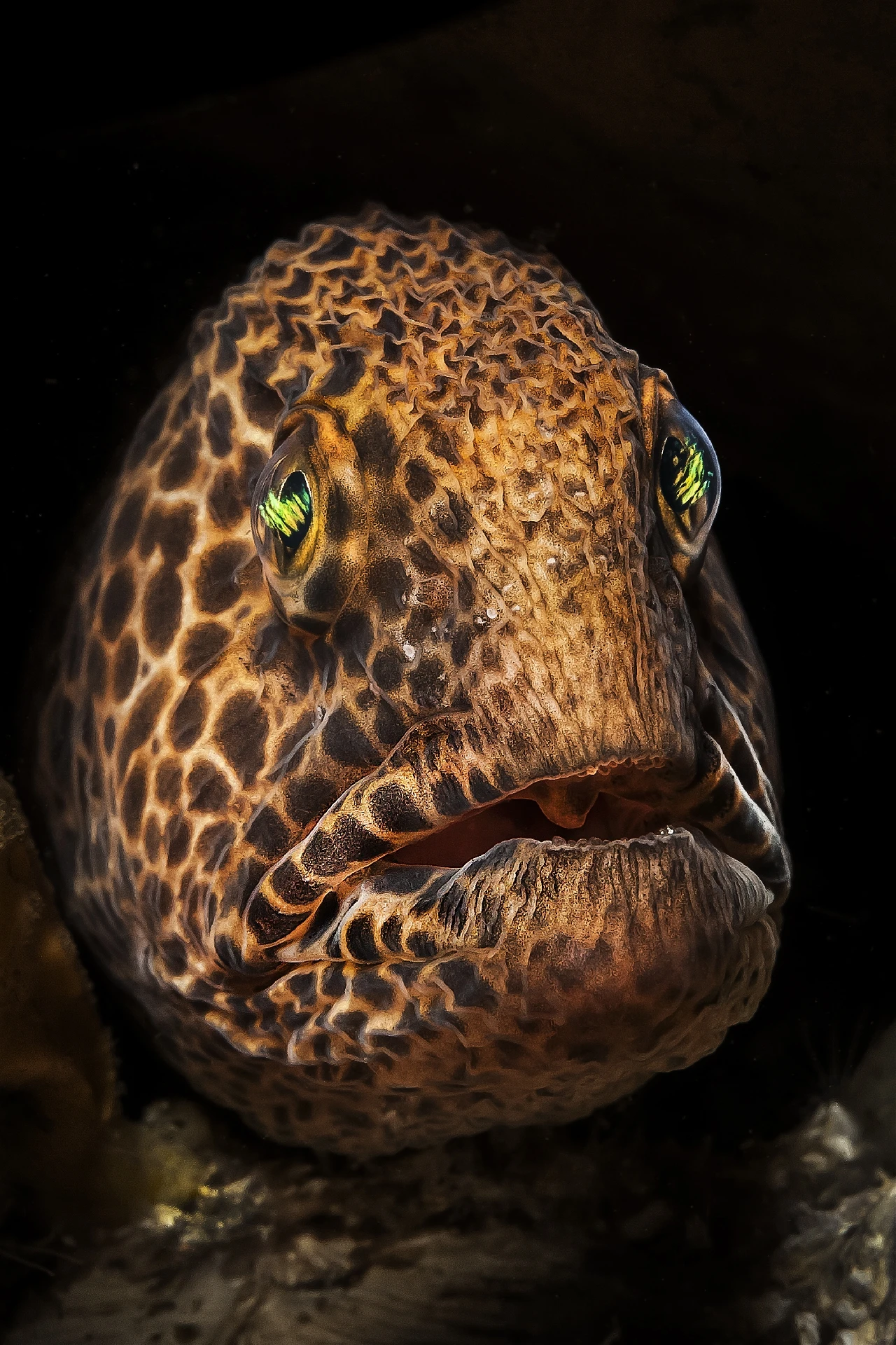 Giovane Lupo - Macro bronze by Claudio Zori, See in the Sea underwater photography contest