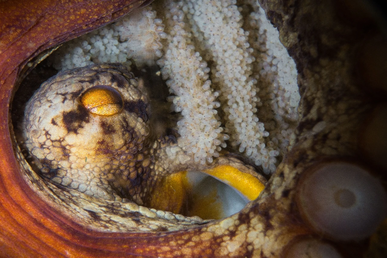 Octopus Protect Her Eggs - Compact runner up by Chen Stan, See in the Sea underwater photography contest