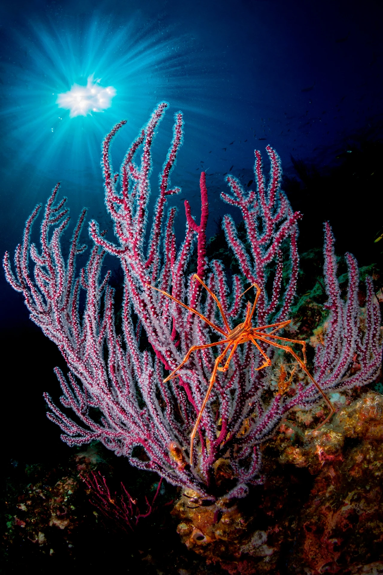 Crab and Seafan - Wide Angle runner up by Francesco Visintin, See in the Sea underwater photography contest