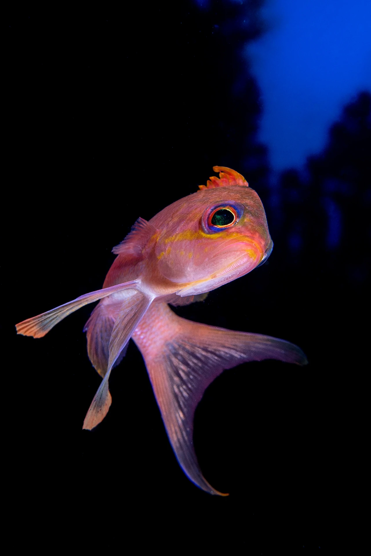 In Fondo La Luce - Macro silver by Paolo Bausani, See in the Sea underwater photography contest
