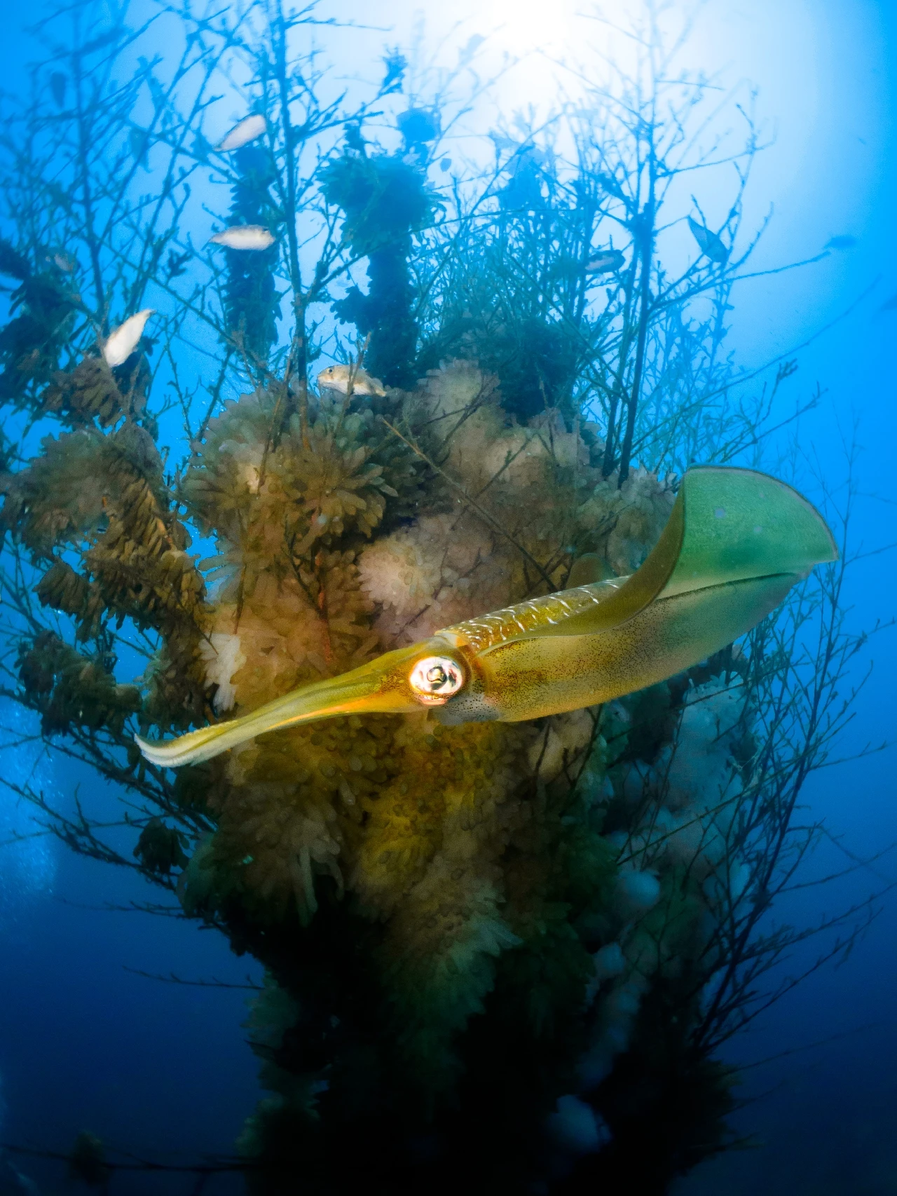 Squid Mother and Her Egg - Compact runner up by Chuang Melody, See in the Sea underwater photography contest