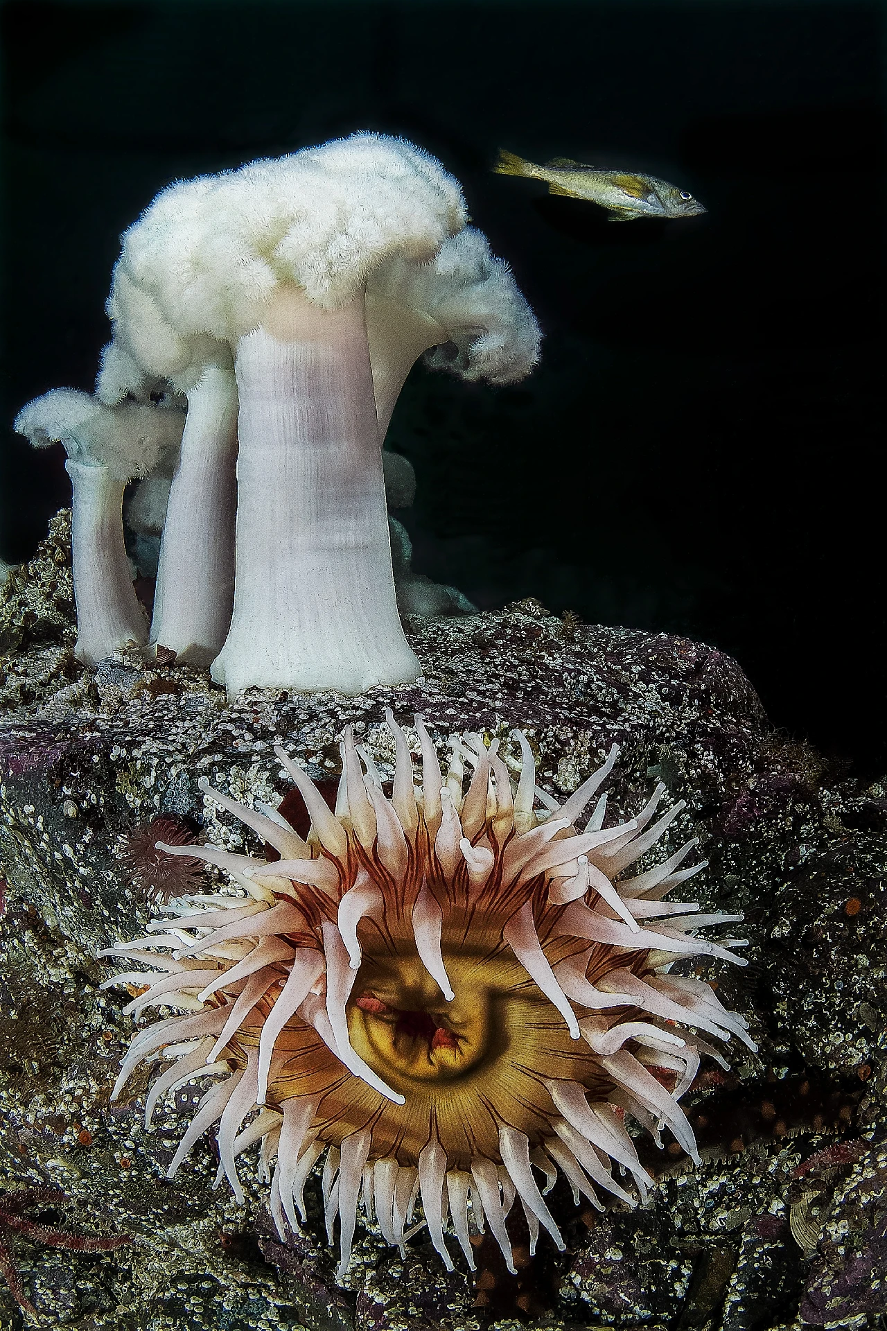Canada - Wide Angle bronze by Claudio Zori, See in the Sea underwater photography contest