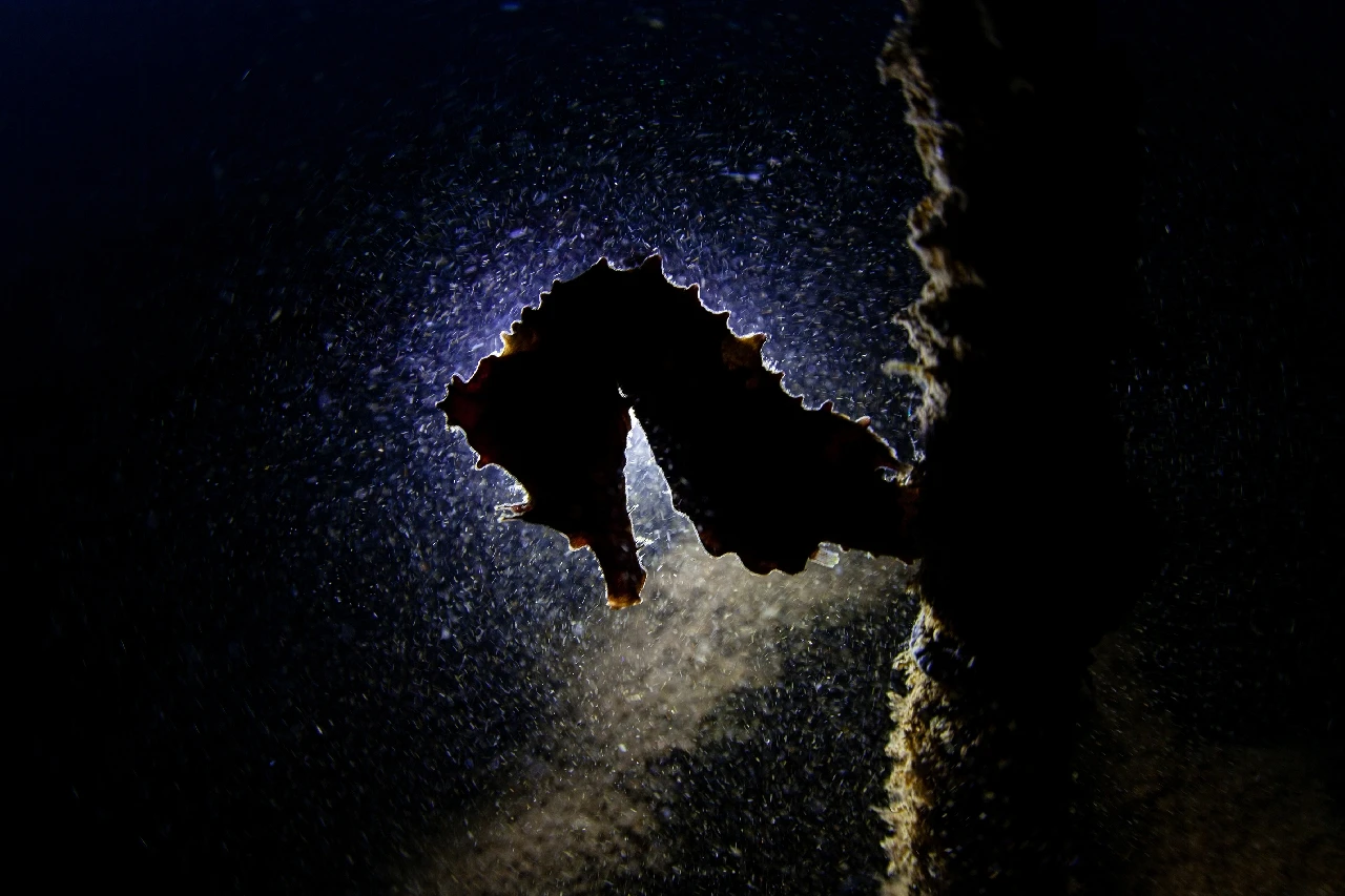 Graceful in the Dark