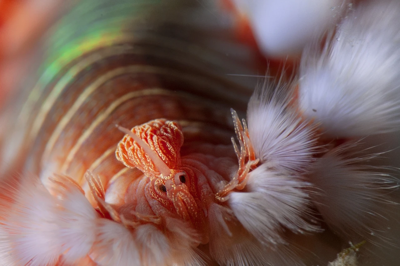 L'armata degli Hermodice - Storyboard runner up by Giovanni Pitone, See in the Sea underwater photography contest