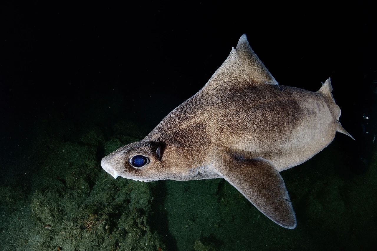 Shark - Wide Angle runner up by Alessandro Pagano, See in the Sea underwater photography contest