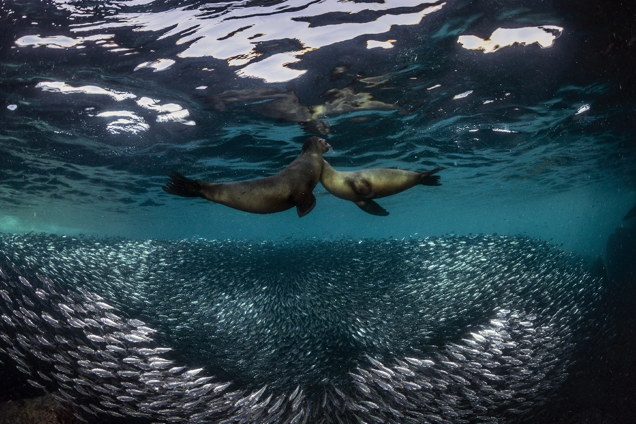 Danza Della Natura - Wide Angle runner up by Raffaele Livornese, See in the Sea underwater photography contest