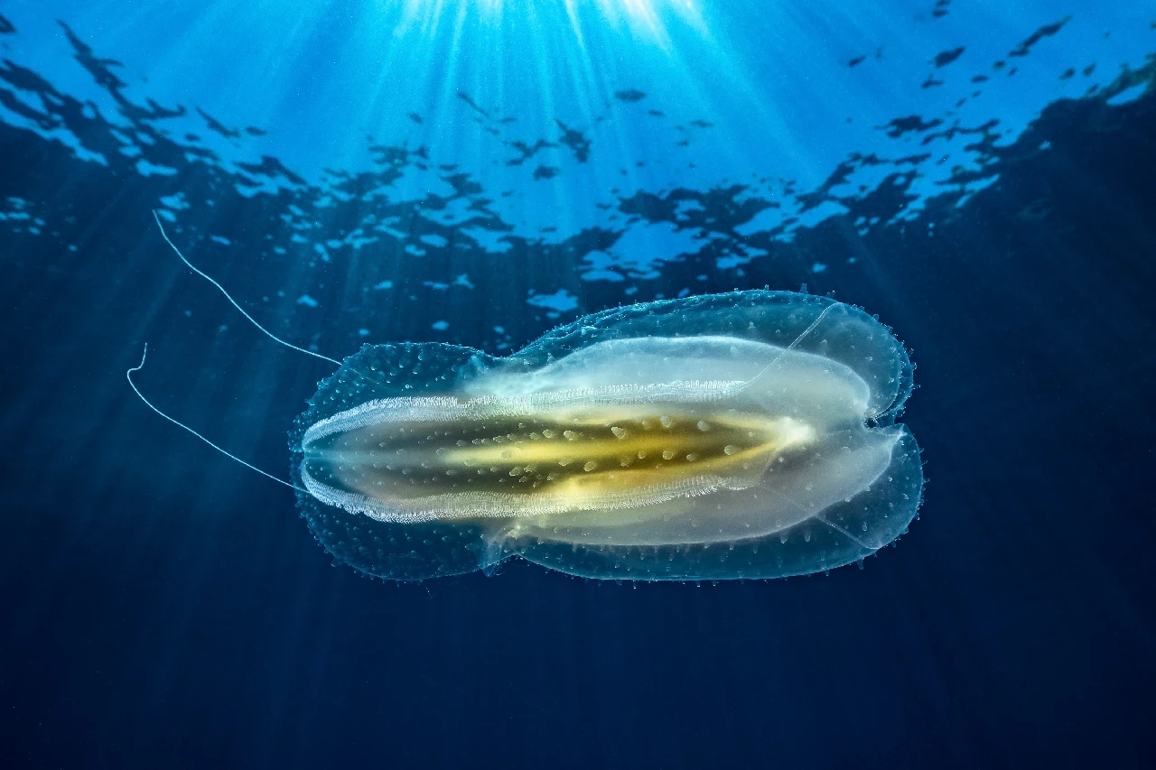 Cromatismi Mediterranei