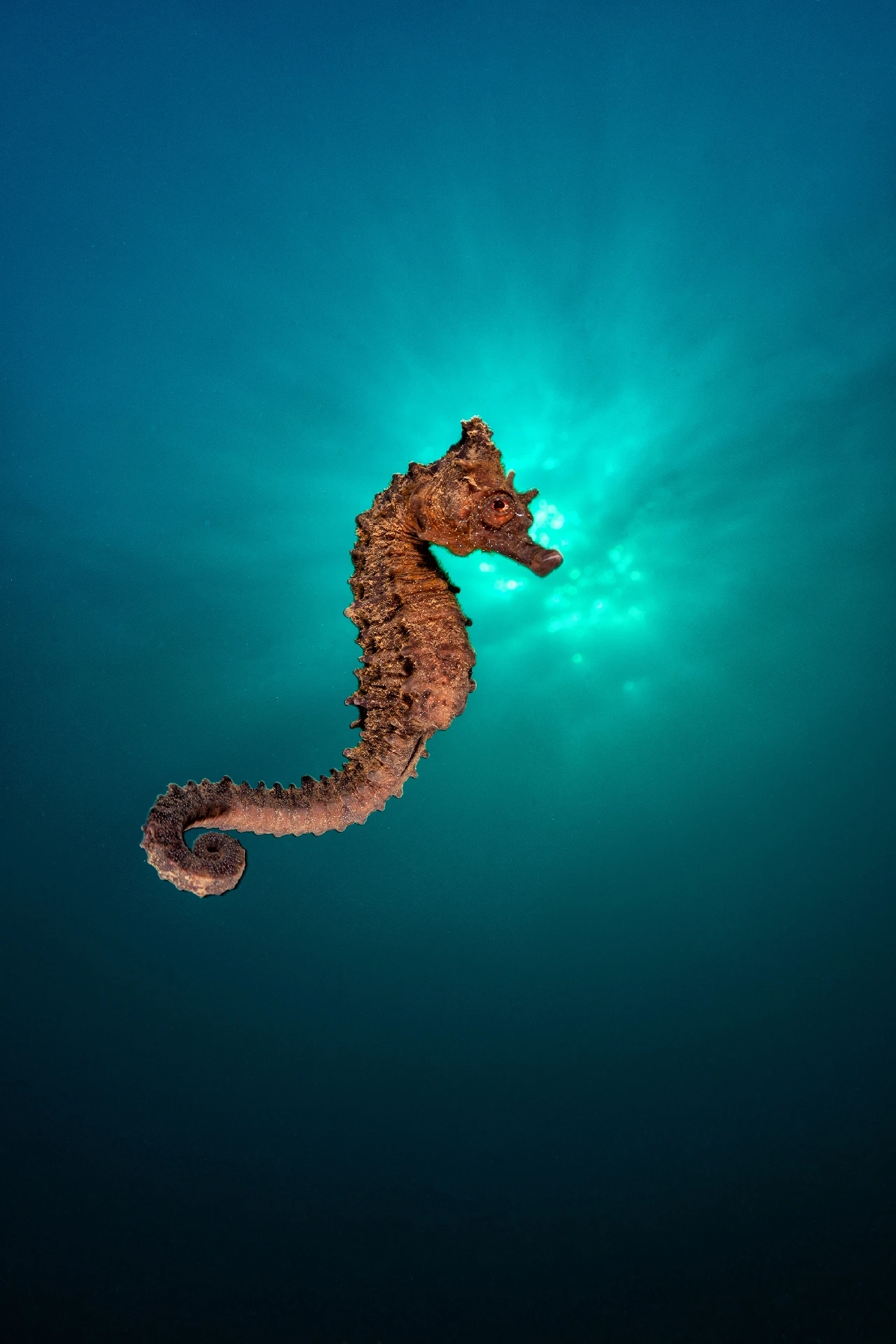 Hippocampus Hippocampus
