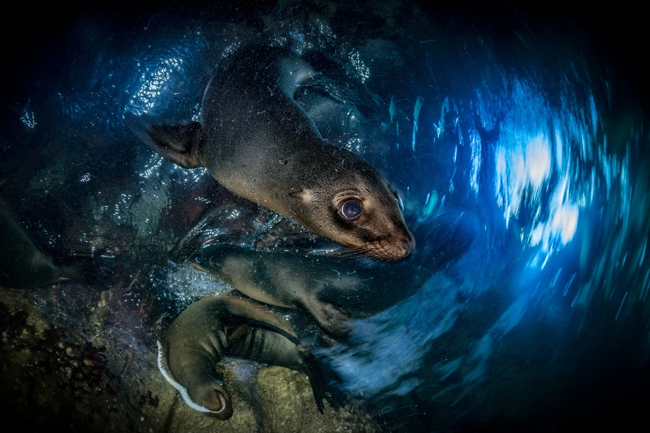 Carousel - Wide Angle bronze by Francesco Visintin, See in the Sea underwater photography contest