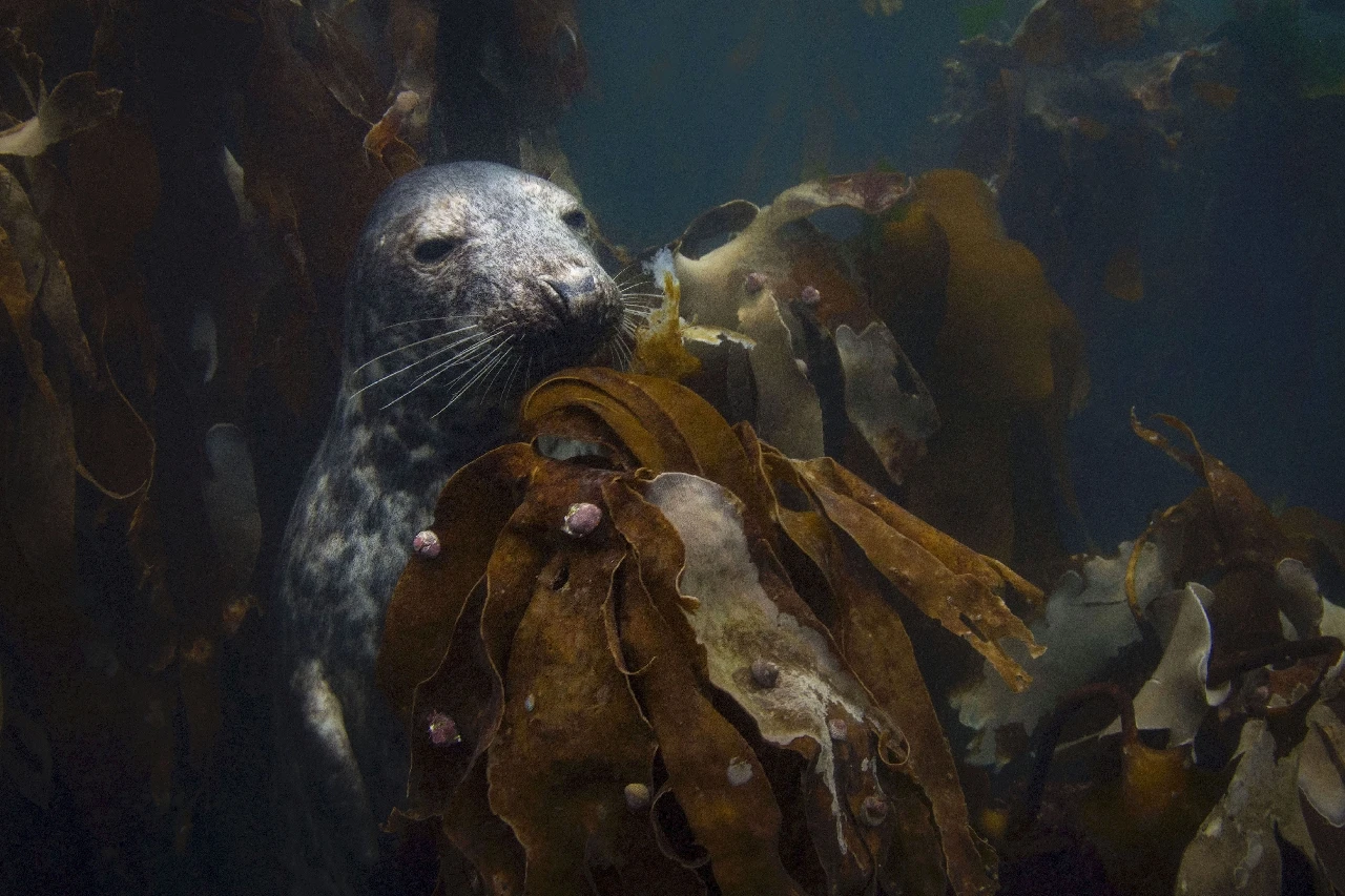 Gray Seal - Wide Angle runner up by Stefano Cerbai, See in the Sea underwater photography contest