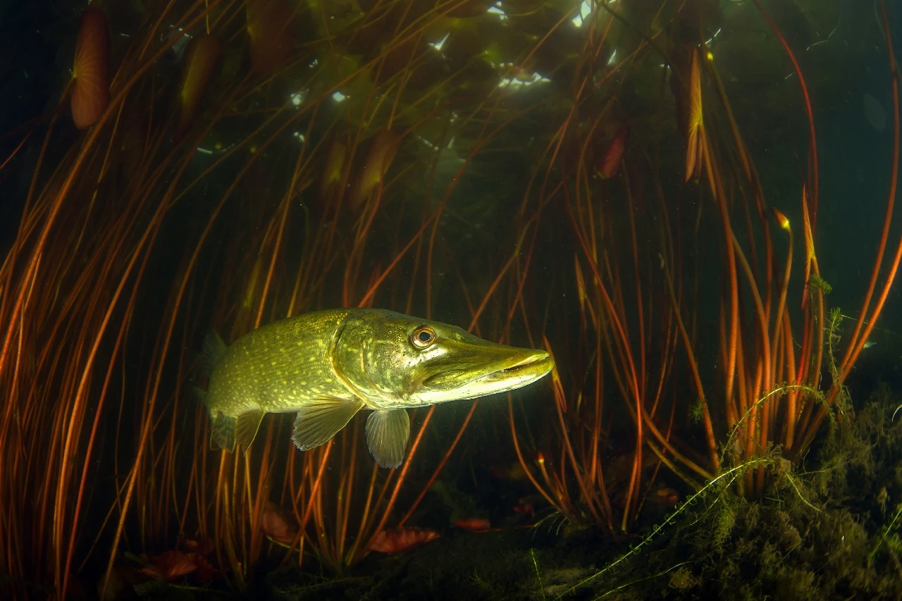 Pike between Waterlines - Wide Angle runner up by Gino Symus, See in the Sea underwater photography contest