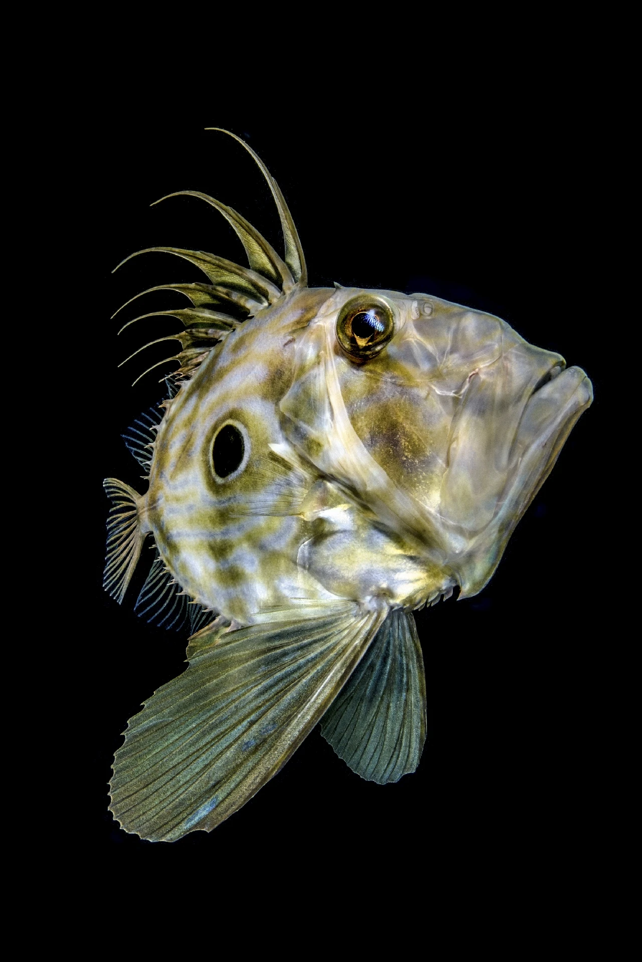 Black Background - Black Background bronze by Anonymous, See in the Sea underwater photography contest