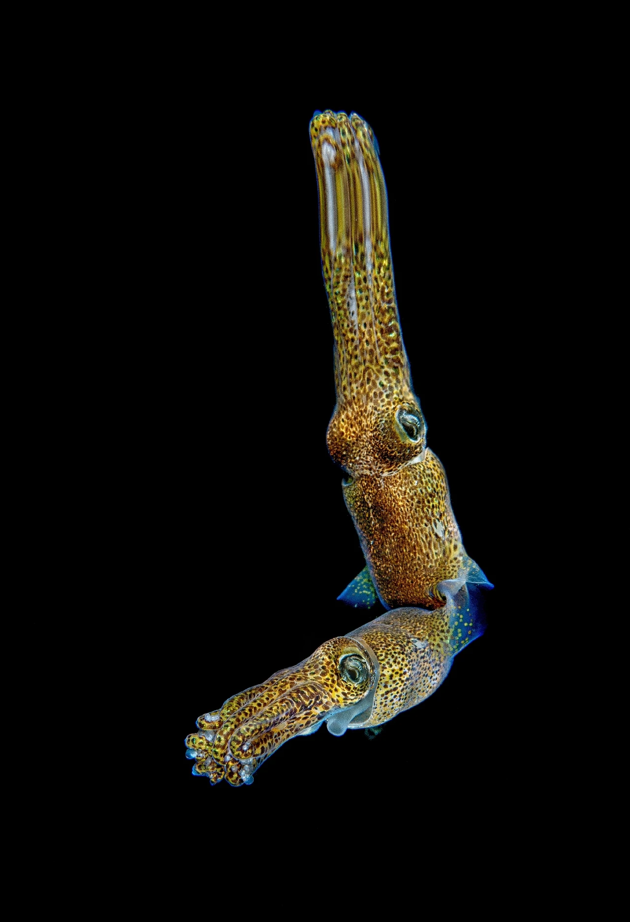 Mirror - Black Background runner up by Anonymous, See in the Sea underwater photography contest