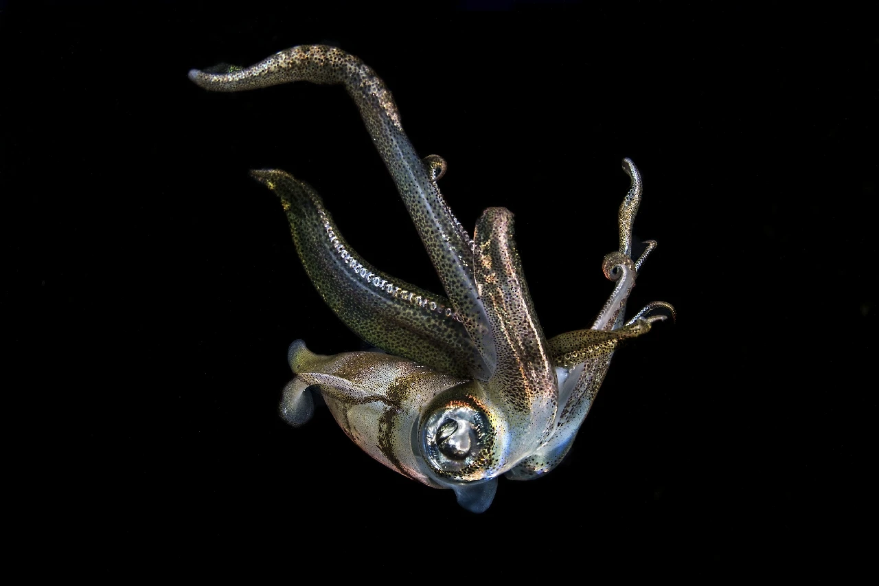 Squid - Black Background runner up by Anonymous, See in the Sea underwater photography contest