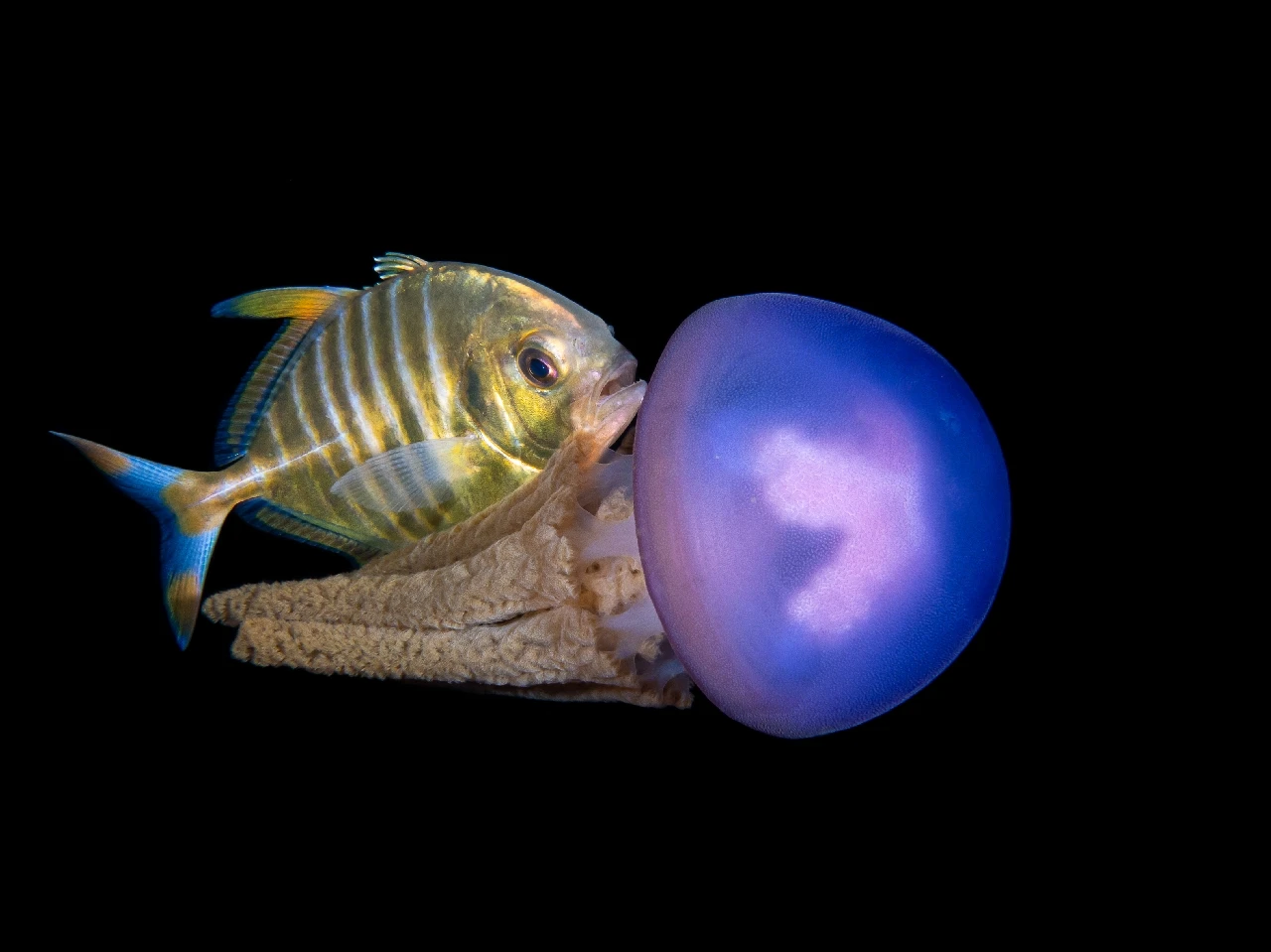 Jack and Kelly - Macro silver by Hoarau Galice, See in the Sea underwater photography contest